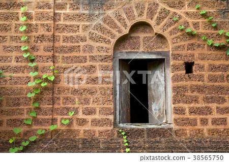 Plant creeper on a stone wall Plant creeper on a stone wall 38565750