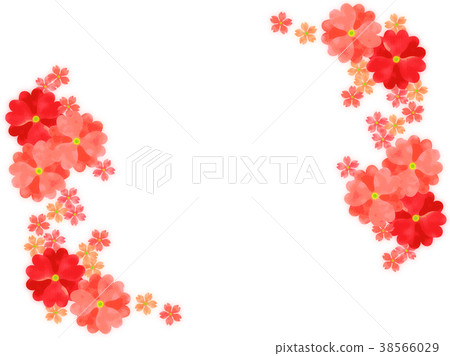 Primula background Primula background 38566029