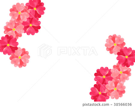 Primula background Primula background 38566036