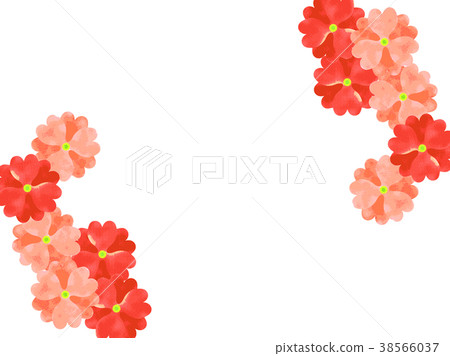Primula background Primula background 38566037