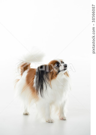 Pappy，狗 38566087