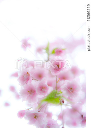 high key detail of white and pink cherry blossom Stock Photo - Alamy