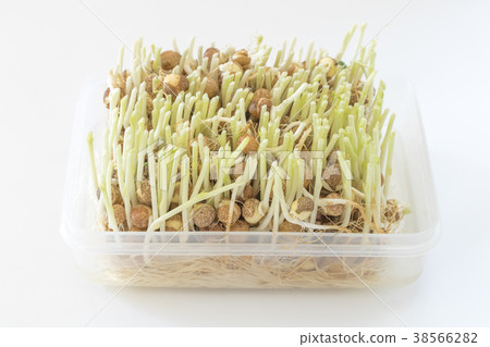 豆苗再生栽培 豆苗再生栽培 38566282
