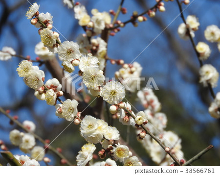White plum blossoms White plum blossoms 38566761