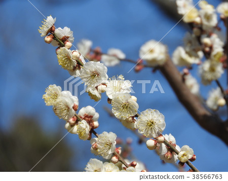 White plum blossoms 38566763