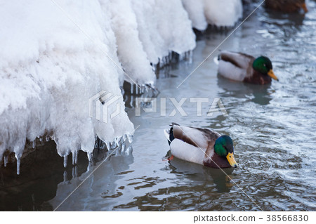 Mallard waterfowl swimming in small icy pond 38566830