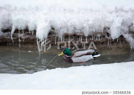 Mallard waterfowl swimming in small icy pond 38566836