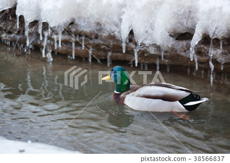 Mallard waterfowl swimming in small icy pond 38566837