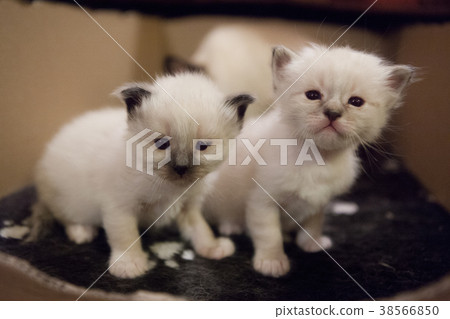 Sacred Birman kittens Sacred Birman kittens 38566850
