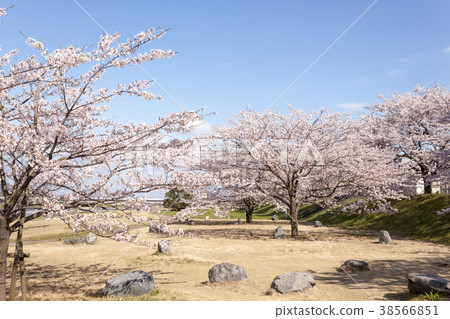 鴨川河公園的櫻花 鴨川河公園的櫻花 38566851