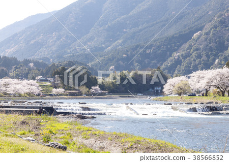 鴨川河公園的櫻花 鴨川河公園的櫻花 38566852