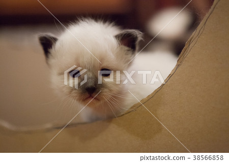 Sacred Birman kitten 38566858