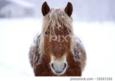 北海道冬季兒童 北海道冬季兒童 38567268