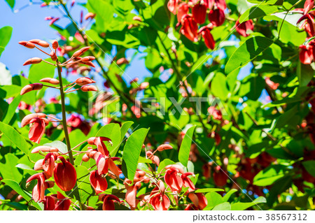 [神奈川縣]美國Deigo 38567312