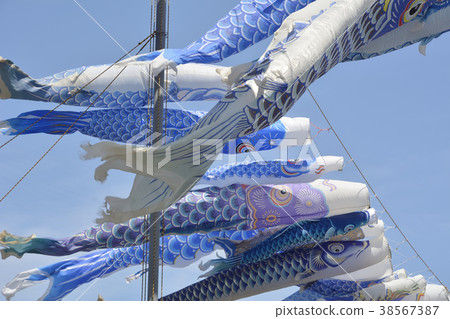 Blue carp streamer 38567387