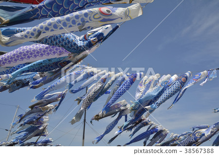 Blue carp streamer 38567388