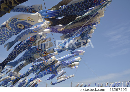 藍鯉魚飄帶 38567395