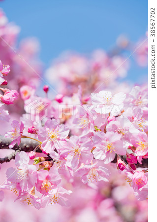 Kawazu cherry tree and blue sky Kawazu cherry tree and blue sky 38567702