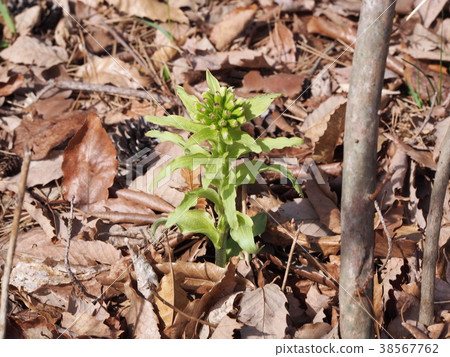 竹筍Fukinooto 38567762