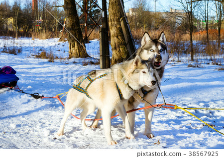 Sled dogs Siberian Husky harnessed sports sledding Sled dogs Siberian Husky harnessed sports sledding 38567925