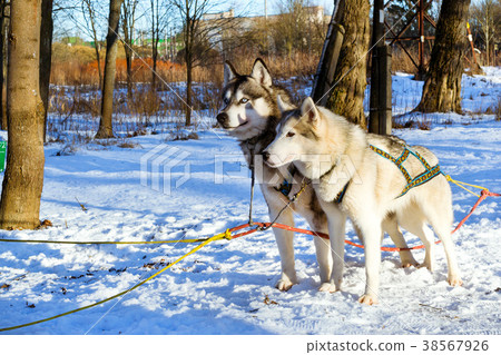 Sled dogs Siberian Husky harnessed sports sledding 38567926