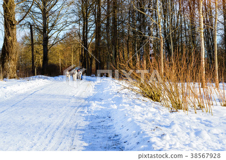 Girl riding on sled pulled by dog Siberian huskies 38567928