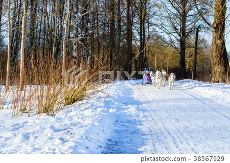 Girl riding on sled pulled by dog Siberian huskies Girl riding on sled pulled by dog Siberian huskies 38567929