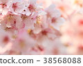 Cherry tree in full bloom  38568088