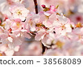 Sakura 38568089