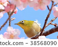 Mejiro and Sakura 38568090