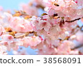 Early Blooming Sakura 38568091