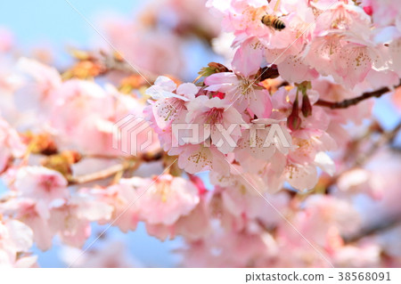 Early Blooming Sakura Early Blooming Sakura 38568091