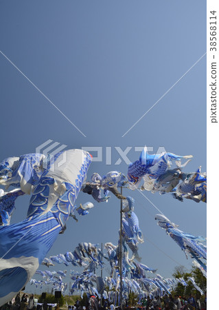 藍鯉魚飄帶 38568114