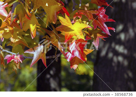 秋天的紅楓葉 38568736