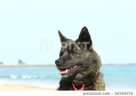 春海 春海 38569359