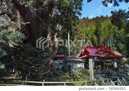 Kochi Sugi的Osugi和Yasaka Shrine Kochi Sugi的Osugi和Yasaka Shrine 38569361