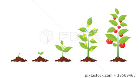 Growth of plant, from sprout to vegetable. 38569463