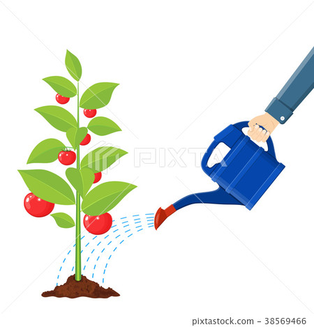 Hand watering money fruit tree with can. 38569466
