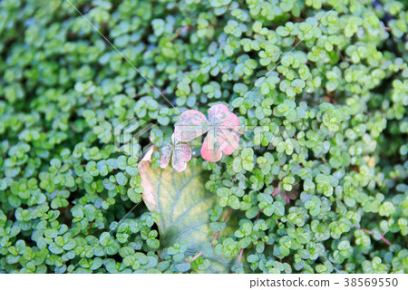 Three leaf clover 38569550