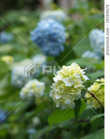 雨後的繡球花 38569878
