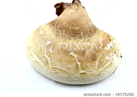 birch polypore (Piptoporus betulinus) isolated 38570288