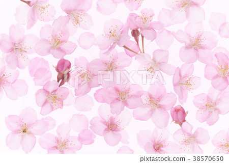 Sakura background Spring image Kawazu Sakura Sakura background Spring image Kawazu Sakura 38570650