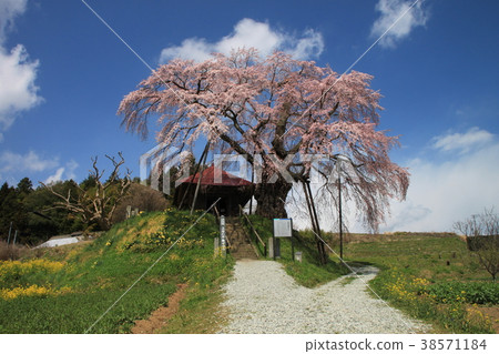 The immobile cherry blossoms of Fukushima in April, April The immobile cherry blossoms of Fukushima in April, April 38571184