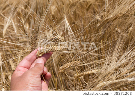 Beer wheat wheat field (May) 38571208