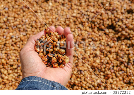 Honey process coffee with sunlight. 38572232