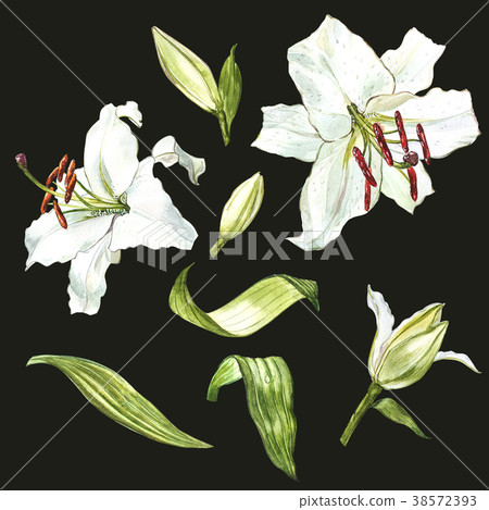 Watercolor set of white lilies, hand drawn Watercolor set of white lilies, hand drawn 38572393