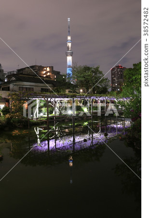 龜戶天神富士花和天空樹 38572482