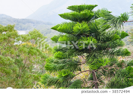 Pine trees at chinese garden. Hong Kong 38572494