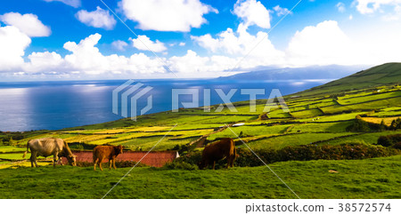agriculture fields Corvo island, Azores, Portugal agriculture fields Corvo island, Azores, Portugal 38572574