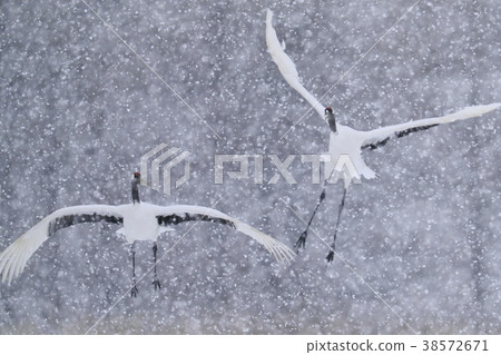 Tanzokuru在暴風雪中跳舞 Tanzokuru在暴風雪中跳舞 38572671